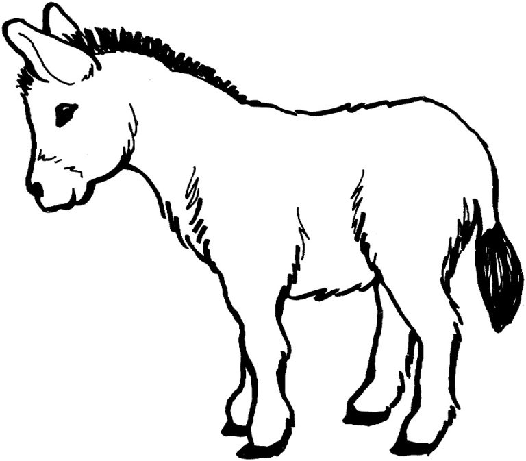 Tô Màu Con Lừa
