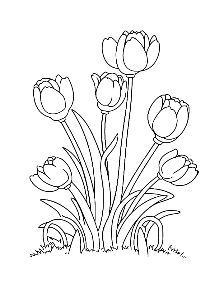 Tô màu Bụi Hoa Tulip