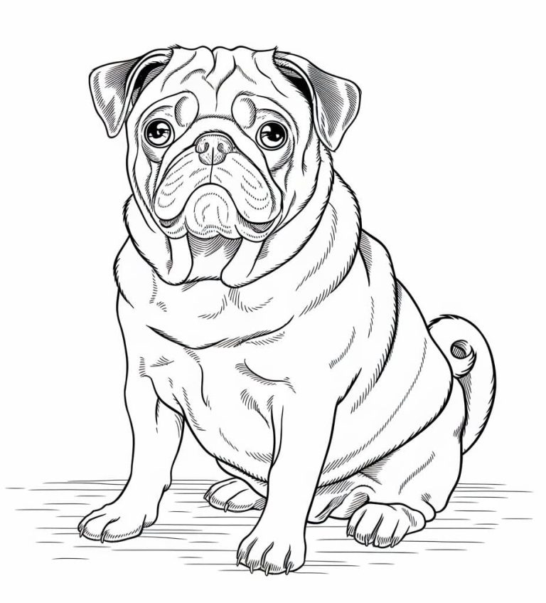 Tô màu Chó Pug Ngồi