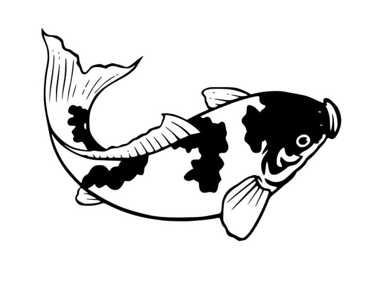 Tô màu Con Cá Koi Nhỏ