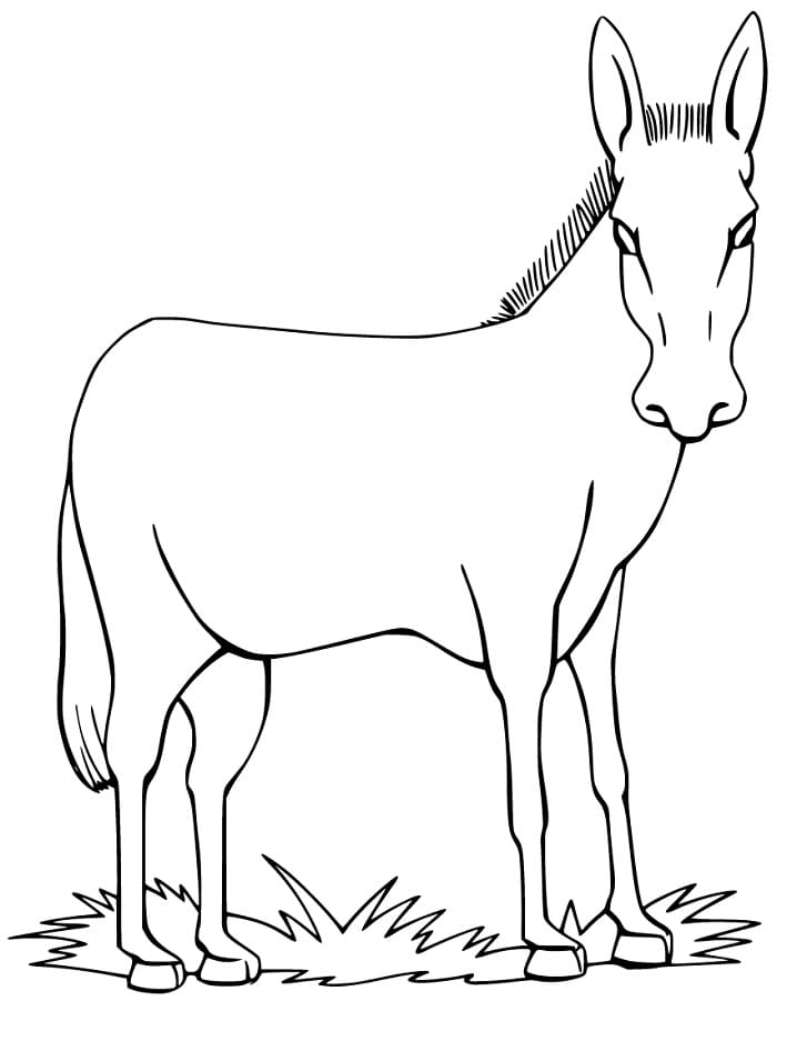 Tô màu Con La Ăn Cỏ