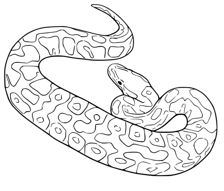 Tô màu Con Trăn Trườn