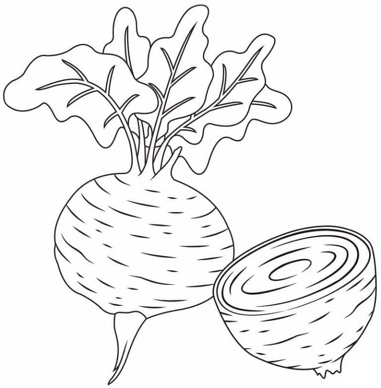 Tô màu Củ Dền 5