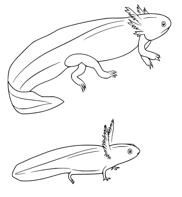 Tô màu Hình Ảnh Kỳ Nhông Axolotl