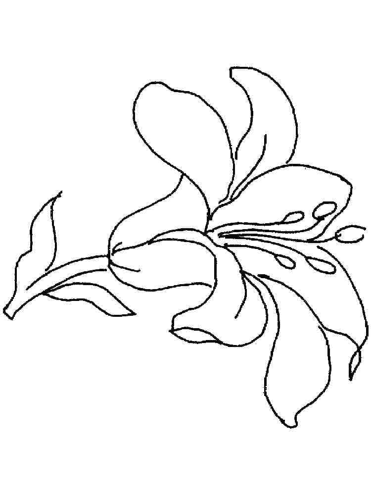 Tô màu Hoa Loa Kèn Tuyệt Vời