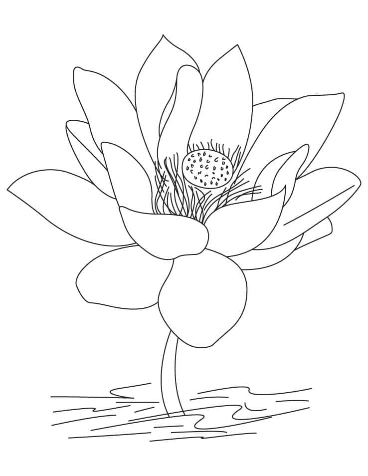 Tô màu Hoa Sen Bình Thường