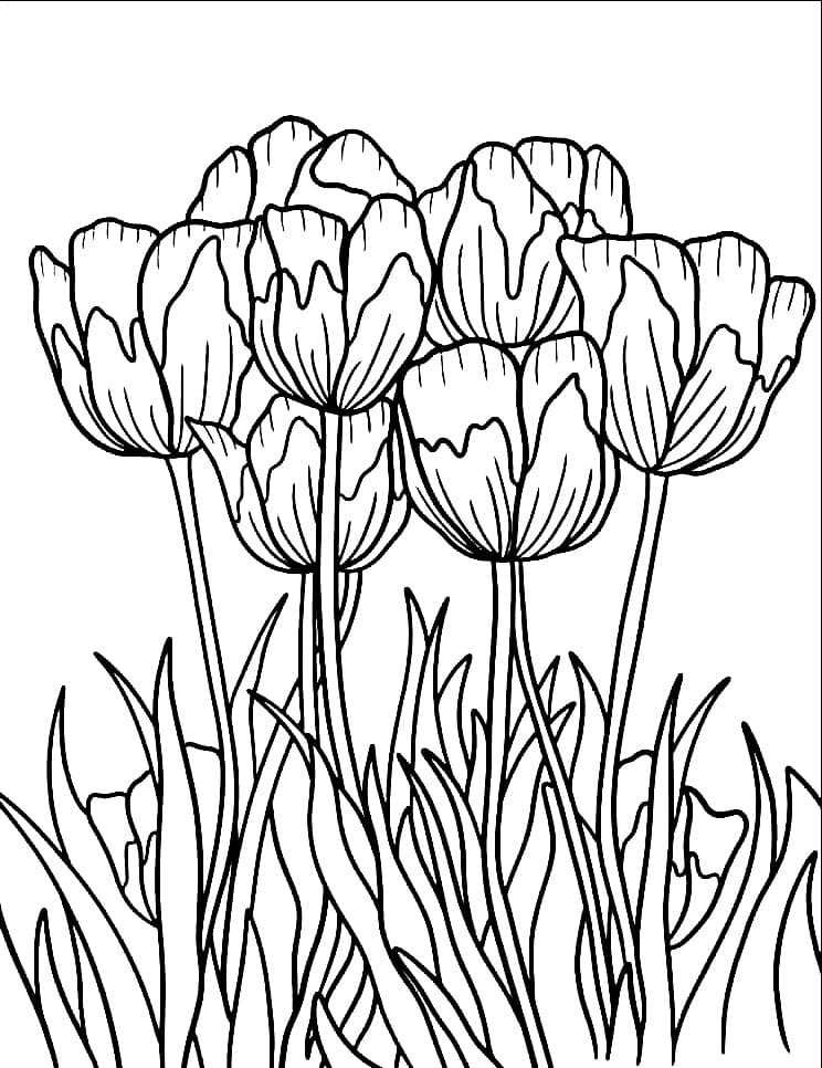 Tô màu Khóm Hoa Tulip Đẹp