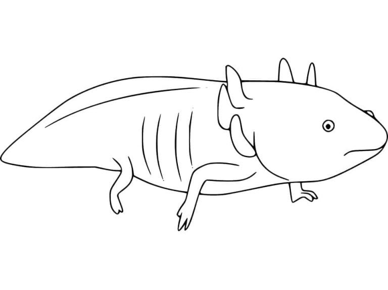 Tô màu Kỳ Nhông Axolotl