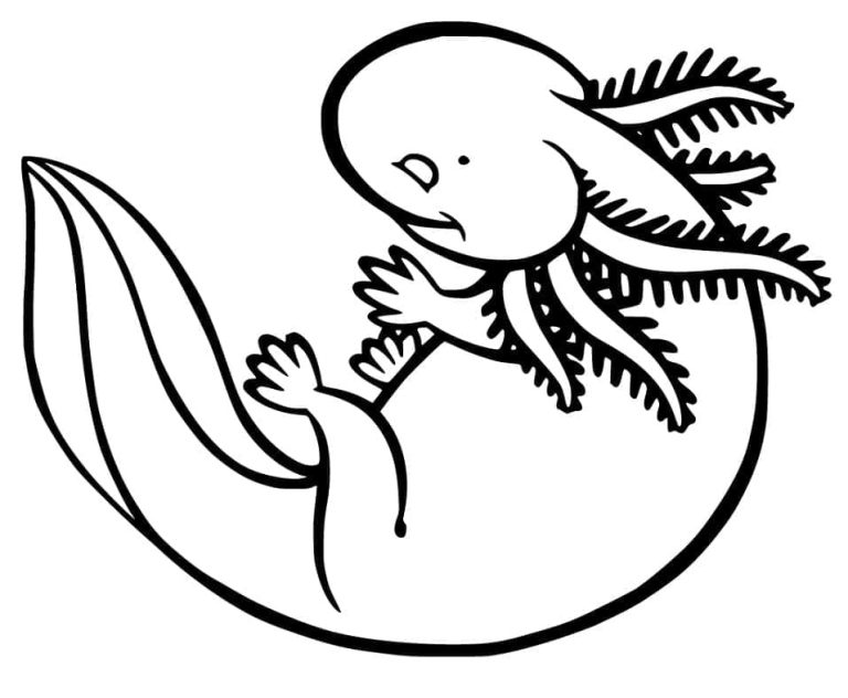 Tô màu Kỳ Nhông Axolotl Đẹp