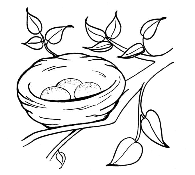 Tô màu Tổ Chim Nhỏ