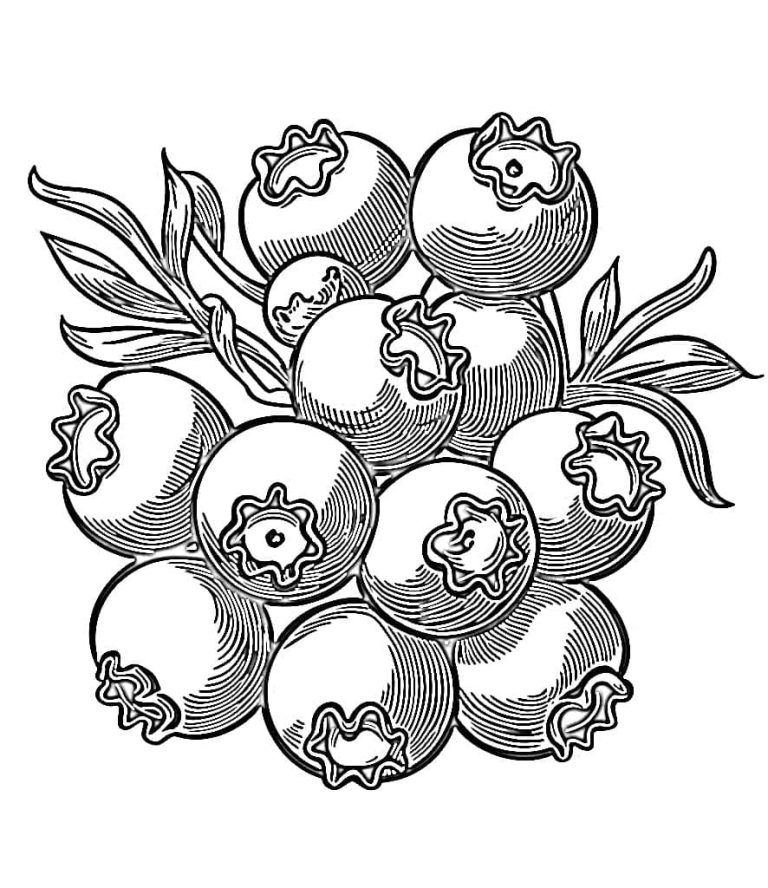 Tô màu Việt Quất (3)