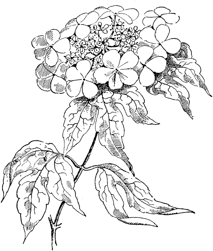 Tô màu hoa hồng guelder