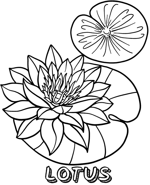 Tô màu hoa sen
