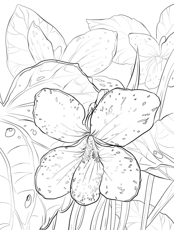 Tô màu hoa violet tím
