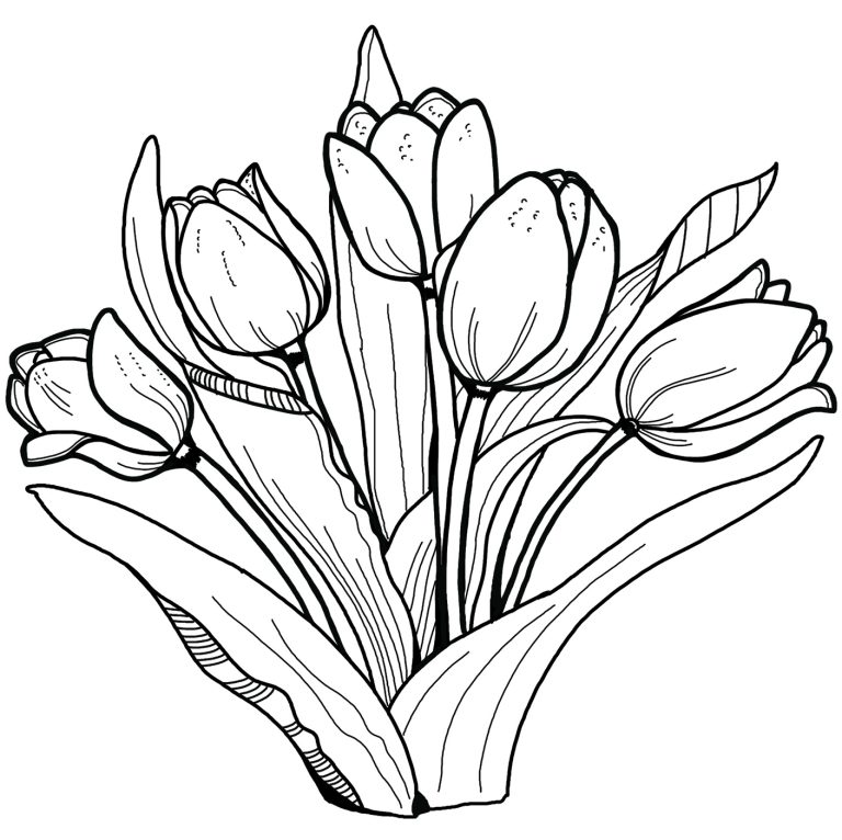 Tô Màu Hoa Tulip