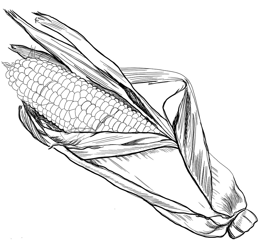 Tô màu trái bắp