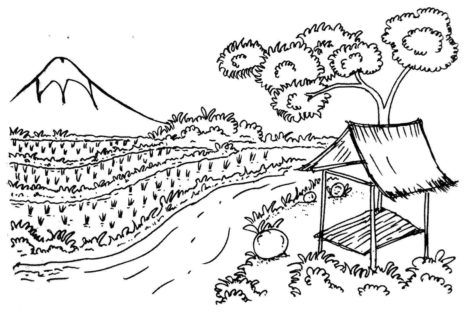 Tô Màu Cánh Đồng Lúa