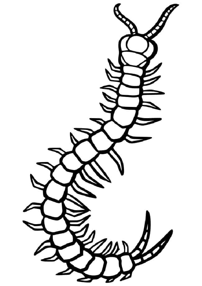 Tô màu Con Rết Dài