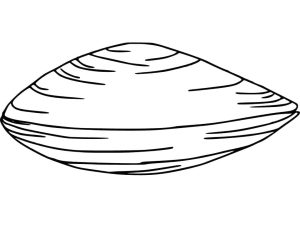 Tô màu Con Sò