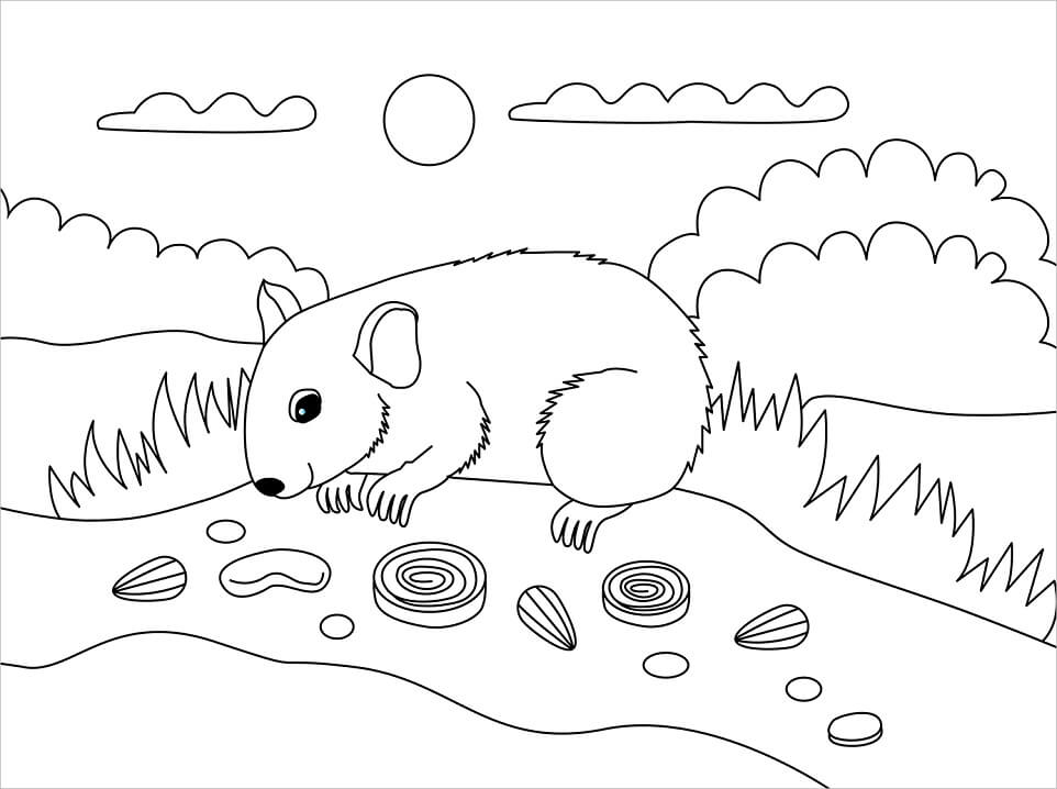 Tô màu Hamster Kiếm Ăn