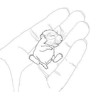 Tô màu Hamster Trên Bàn Tay