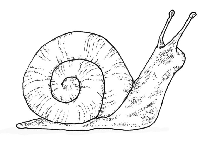 Tô màu Ốc Sên