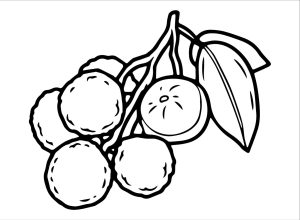 Tô màu Vải Thiều