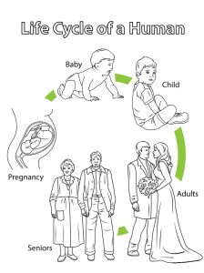 Tô màu vòng đời của con người